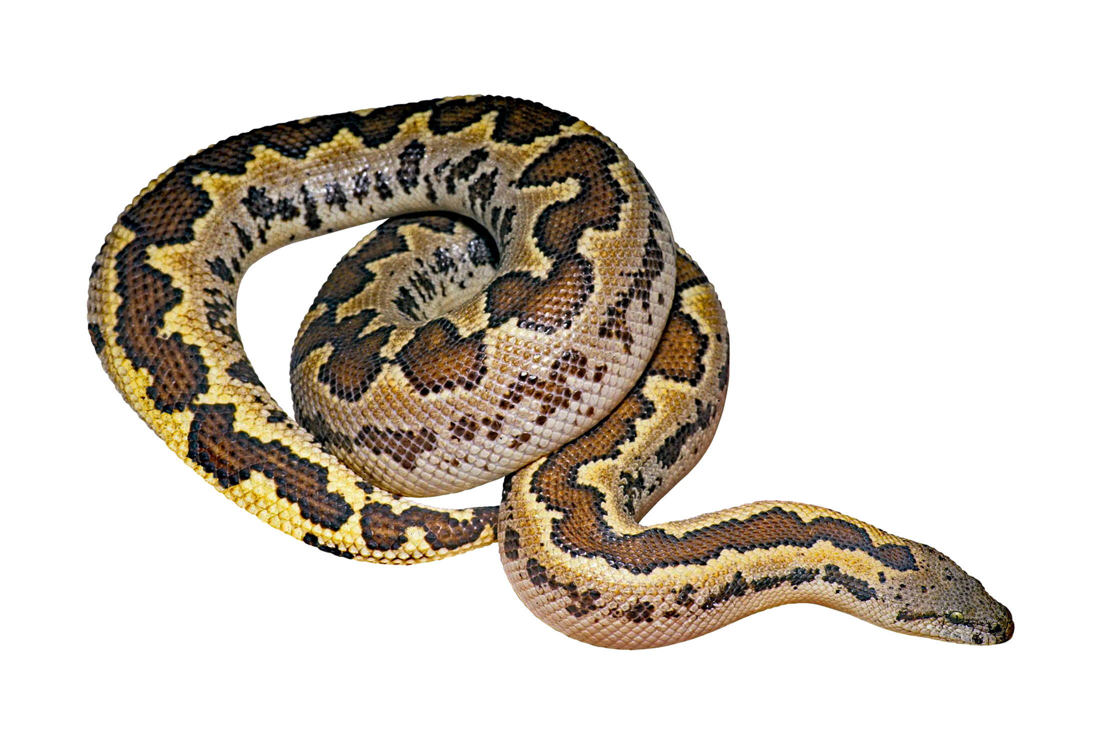 Eryx_conicus2
