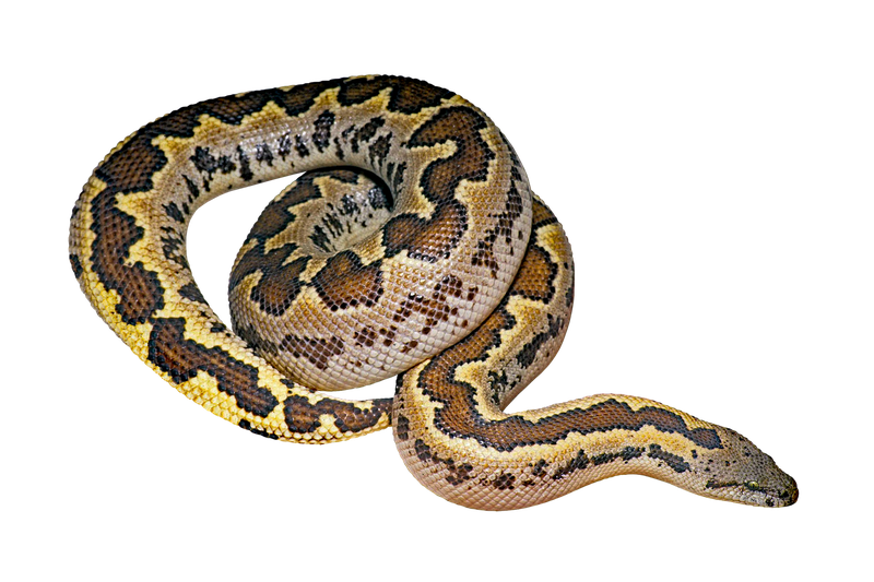 Eryx_conicus2